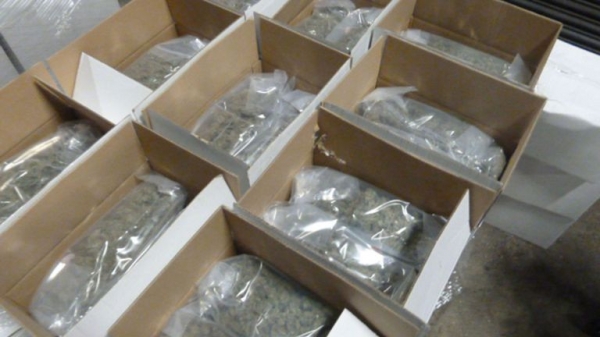 
                              Dutch smugglers used gone-off pizza cheese to hide &pound;5m cannabis stash
                      