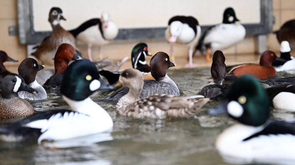 Louisiana reports first bird flu-related human death in US