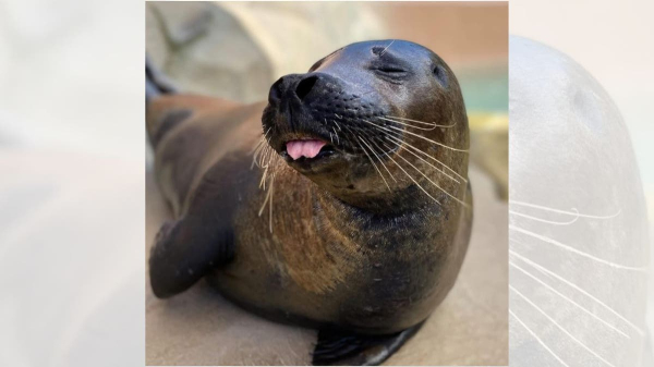 Chicago's Lincoln Park Zoo loses flamingo, seal to bird flu
