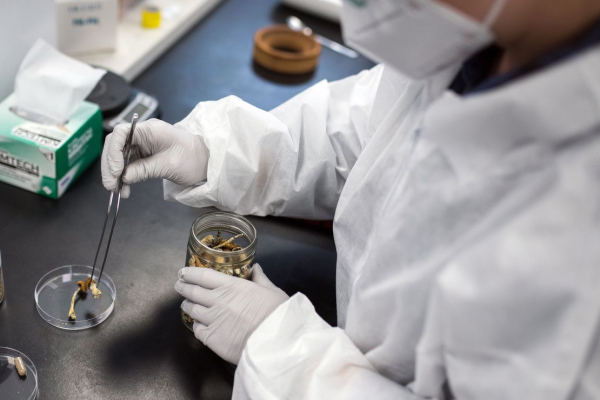 
      These athletes suffered life-changing injuries. Then, they turned to psychedelics
    