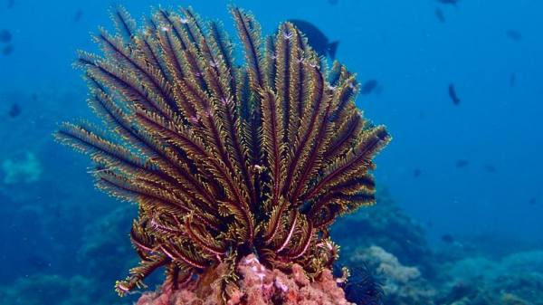 66 million-year-old vomit fossil discovered in Denmark