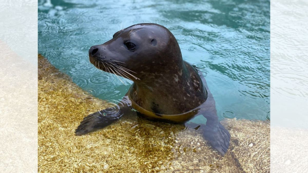 Chicago's Lincoln Park Zoo loses flamingo, seal to bird flu