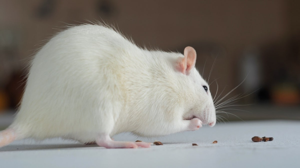 Hair growth could slow down with this popular diet plan, study reveals