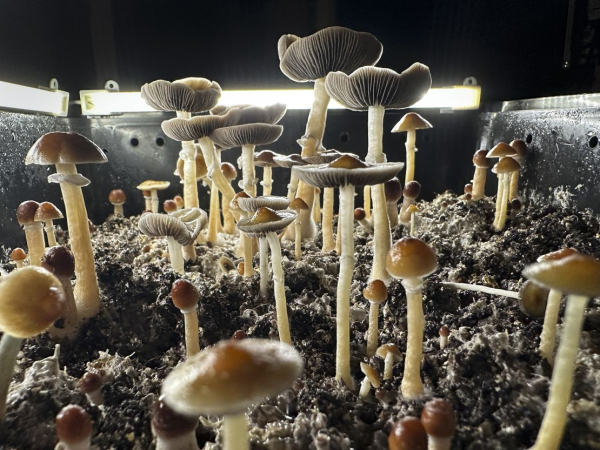 
      These athletes suffered life-changing injuries. Then, they turned to psychedelics
    