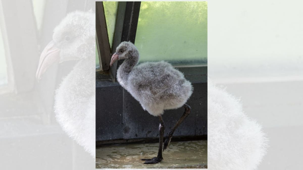 Chicago's Lincoln Park Zoo loses flamingo, seal to bird flu