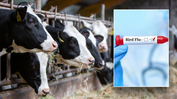 Louisiana reports first bird flu-related human death in US