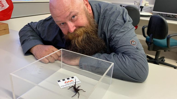 Bigger and more venomous species of funnel-web spider discovered in Australia