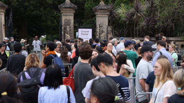 Corpse flower: Plant with 'deadly' stench pulls huge crowds for rare bloom in Sydney