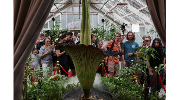 Corpse flower: Plant with 'deadly' stench pulls huge crowds for rare bloom in Sydney