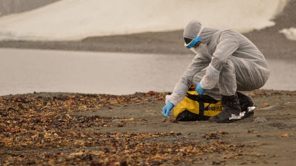Bird flu leads to severe human illness and state of emergency; experts discuss risk