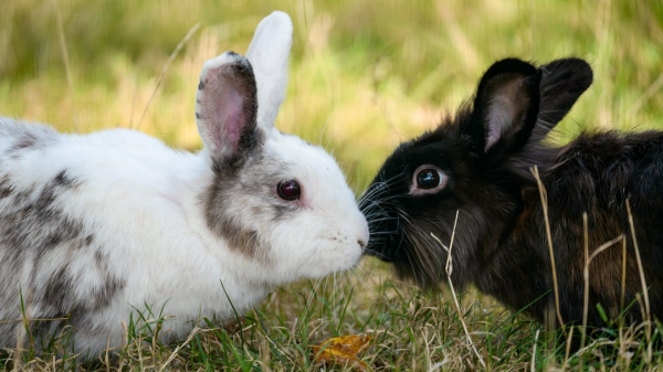 &lsquo;Rabbit fever&rsquo; cases rising in US as CDC warns of zoonotic bacterial disease