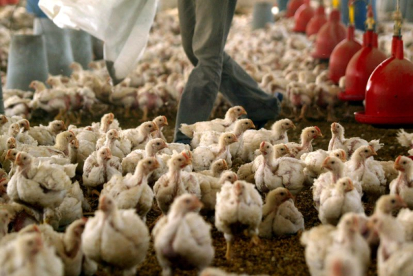 First bird flu patient in U.S. dies in Louisiana First bird flu patient in U.S. dies in Louisiana