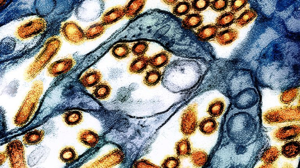 Human case of bird flu found in West Midlands, UKHSA says