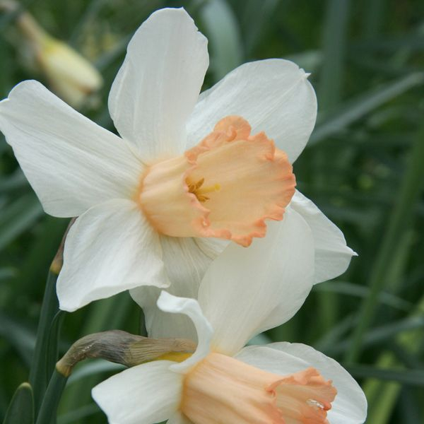 Daffodil hunt launched by Royal Horticultural Society as flower lovers urged to look out for rare varieties