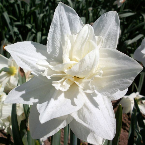 Daffodil hunt launched by Royal Horticultural Society as flower lovers urged to look out for rare varieties