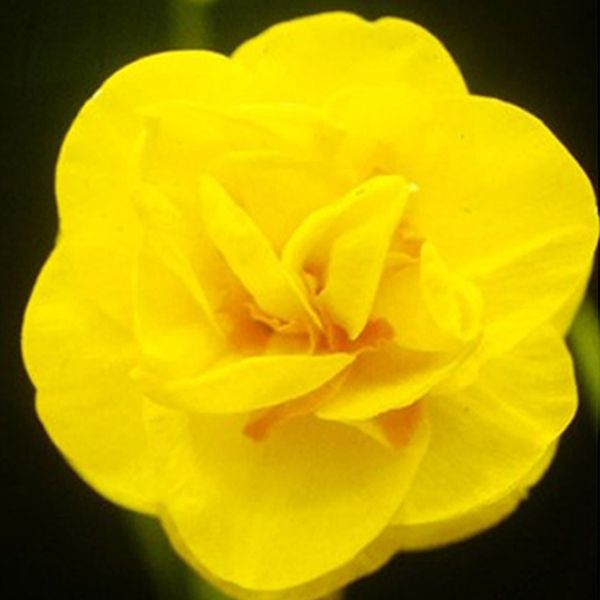 Daffodil hunt launched by Royal Horticultural Society as flower lovers urged to look out for rare varieties