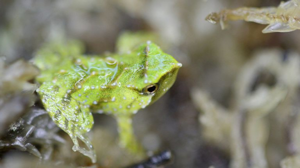 Endangered froglets born after dramatic 7,000-mile rescue mission