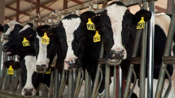 Bird flu found in Arizona dairy cattle milk after being first detected in neighboring Nevada Bird flu found in Arizona dairy cattle milk after being first detected in neighboring Nevada