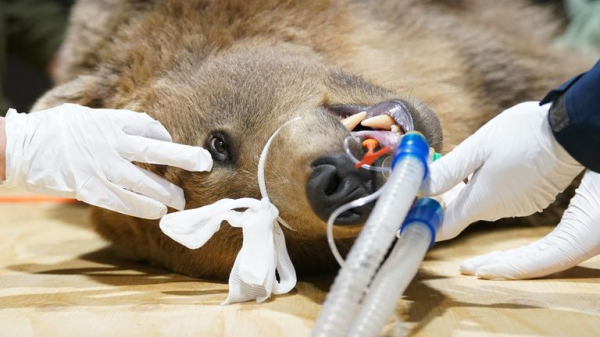 Bear wakes from hibernation 'happy and healthy' after pioneering brain op