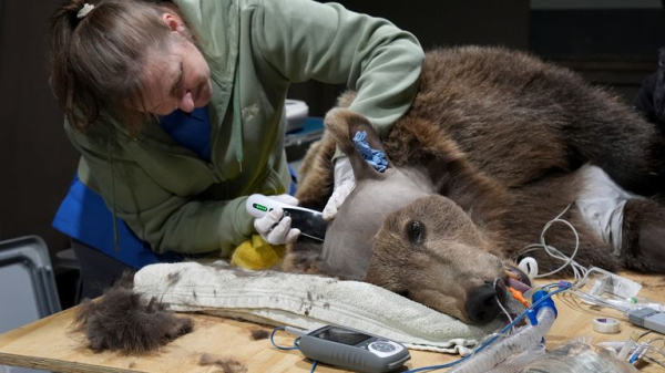 Bear wakes from hibernation 'happy and healthy' after pioneering brain op