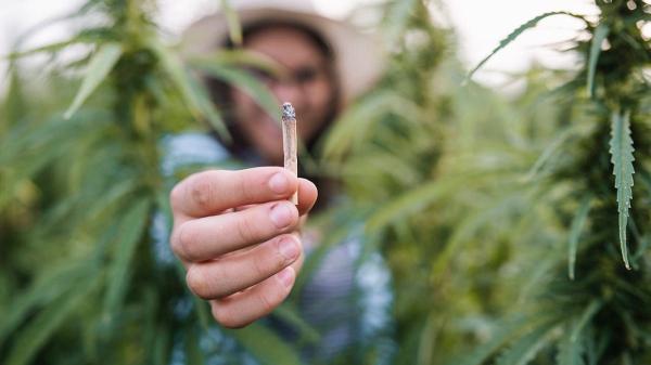 Heavy cannabis use could pose this threat to the brain