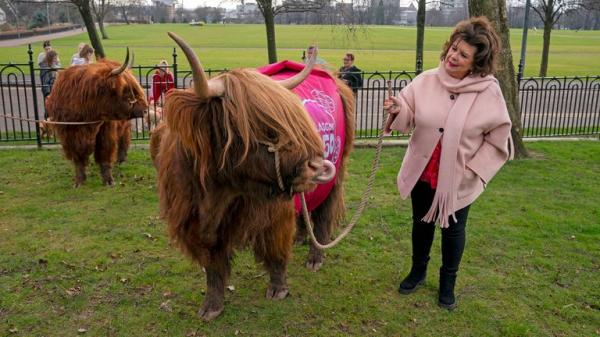 Elaine C Smith grazes cows on Glasgow Green to mark receiving city's highest honour