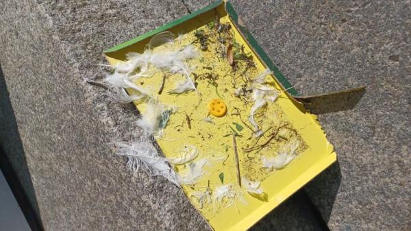 Scottish minister urged to take action after elderly woman 'broke leg in seagull attack'