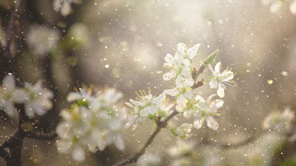 Why hay fever is worse this year - and what you can do about it