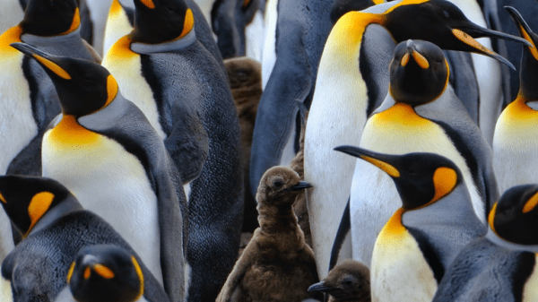 Why wildlife in the Falkland Islands is more vulnerable than most