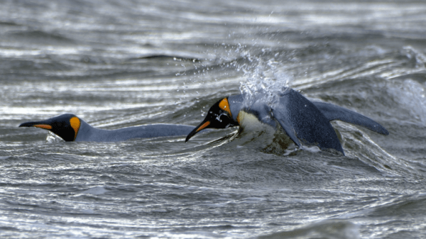 Why wildlife in the Falkland Islands is more vulnerable than most