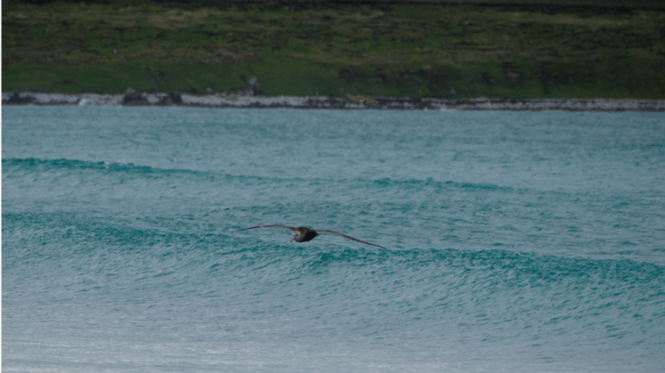 Why wildlife in the Falkland Islands is more vulnerable than most