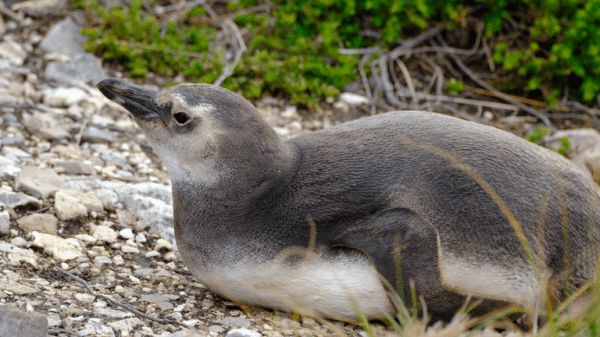 Why wildlife in the Falkland Islands is more vulnerable than most