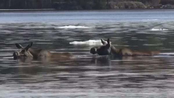 Millions tune in to see Sweden's annual moose migration Millions tune in to see Sweden's annual moose migration