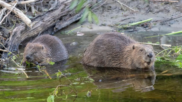 Wild beavers to make a comeback in England after government approves reintroduction Wild beavers to make a comeback in England after government approves reintroduction