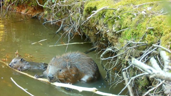 Wild beavers to make a comeback in England after government approves reintroduction Wild beavers to make a comeback in England after government approves reintroduction