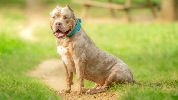 Woman, 19, dies in dog attack in Bristol - two people arrested